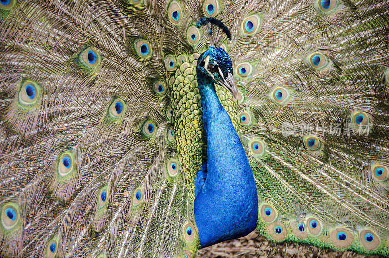 孔雀，Pavo cristatus，显示